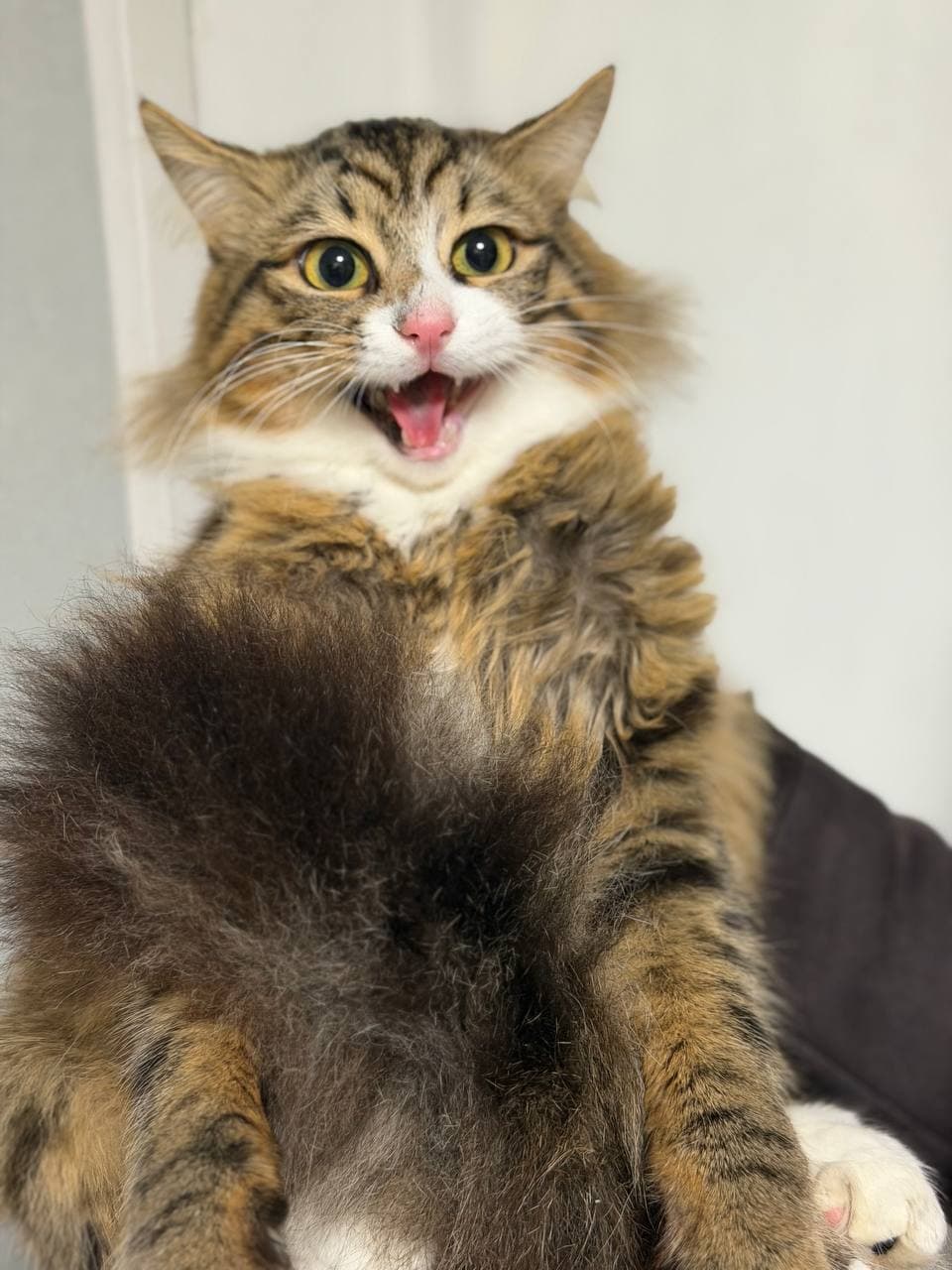 Animal that found a home #1