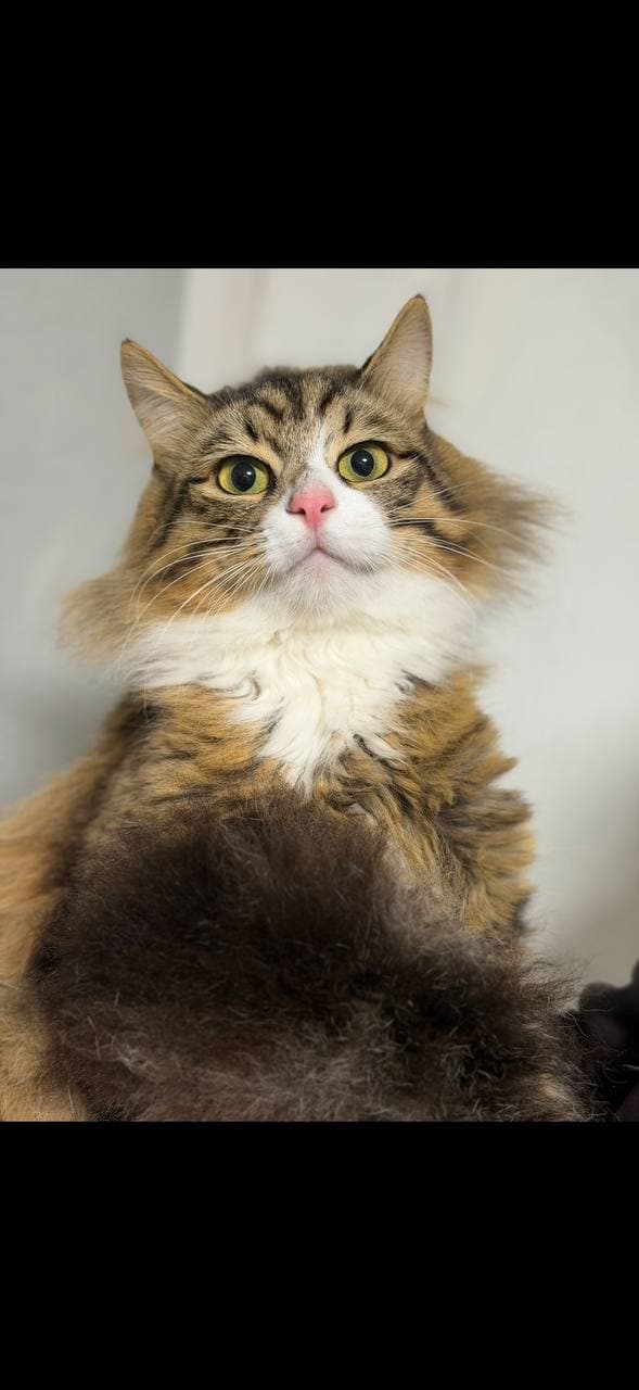 Animal that found a home #1