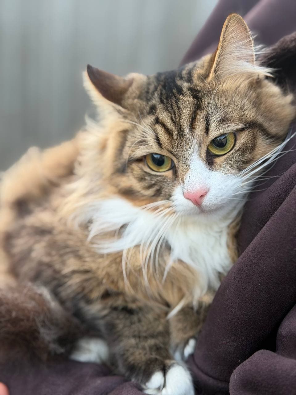 Animal that found a home #1