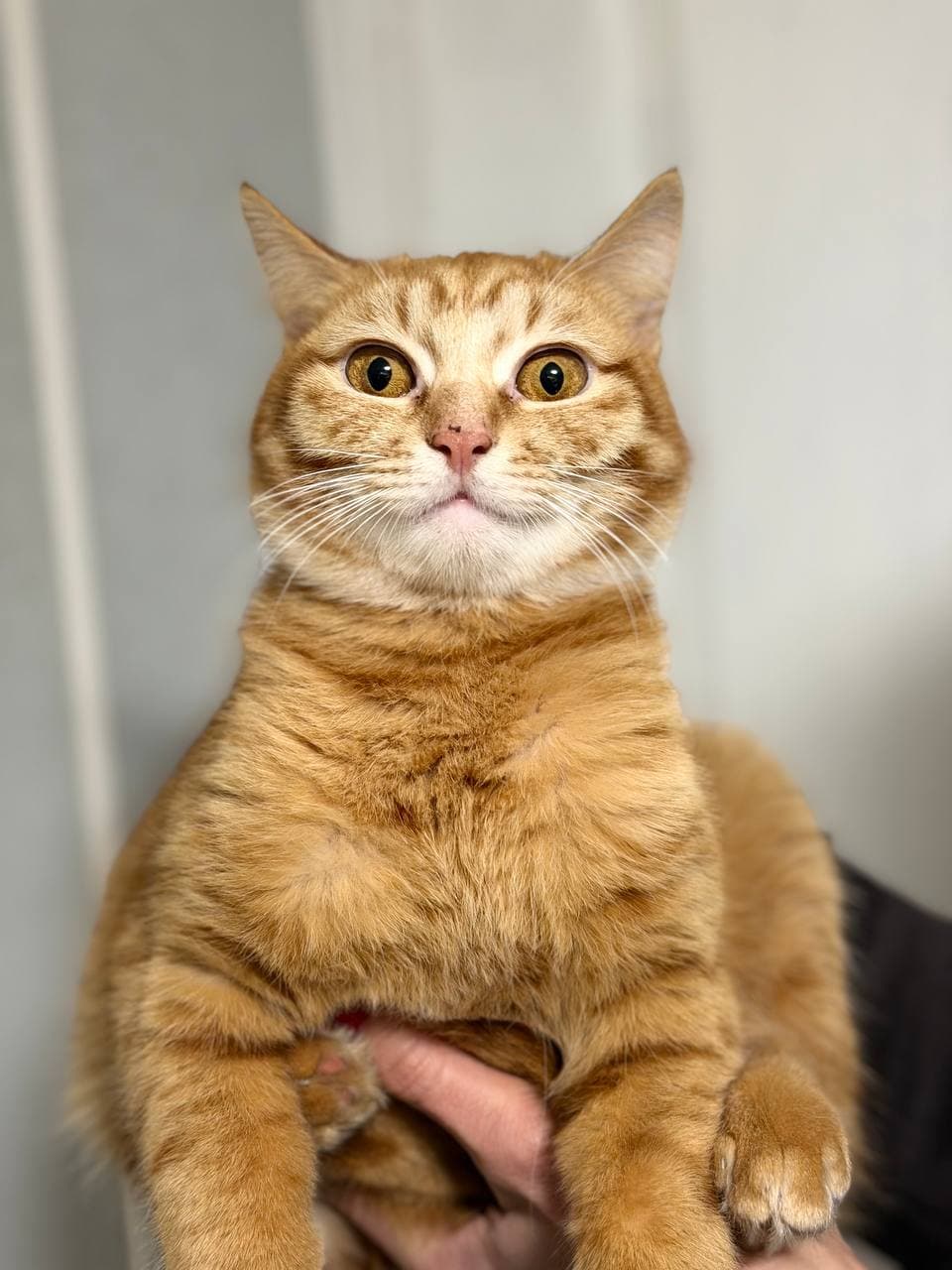 Animal that found a home #2