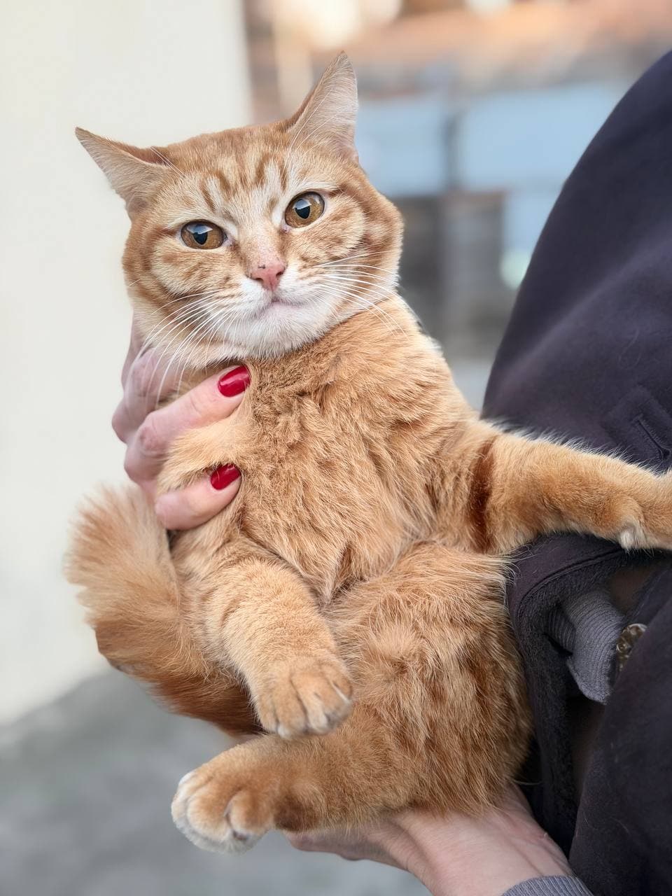 Tier, das ein Zuhause gefunden hat #9