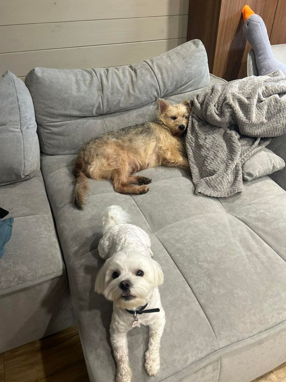 Animal that found a home #8