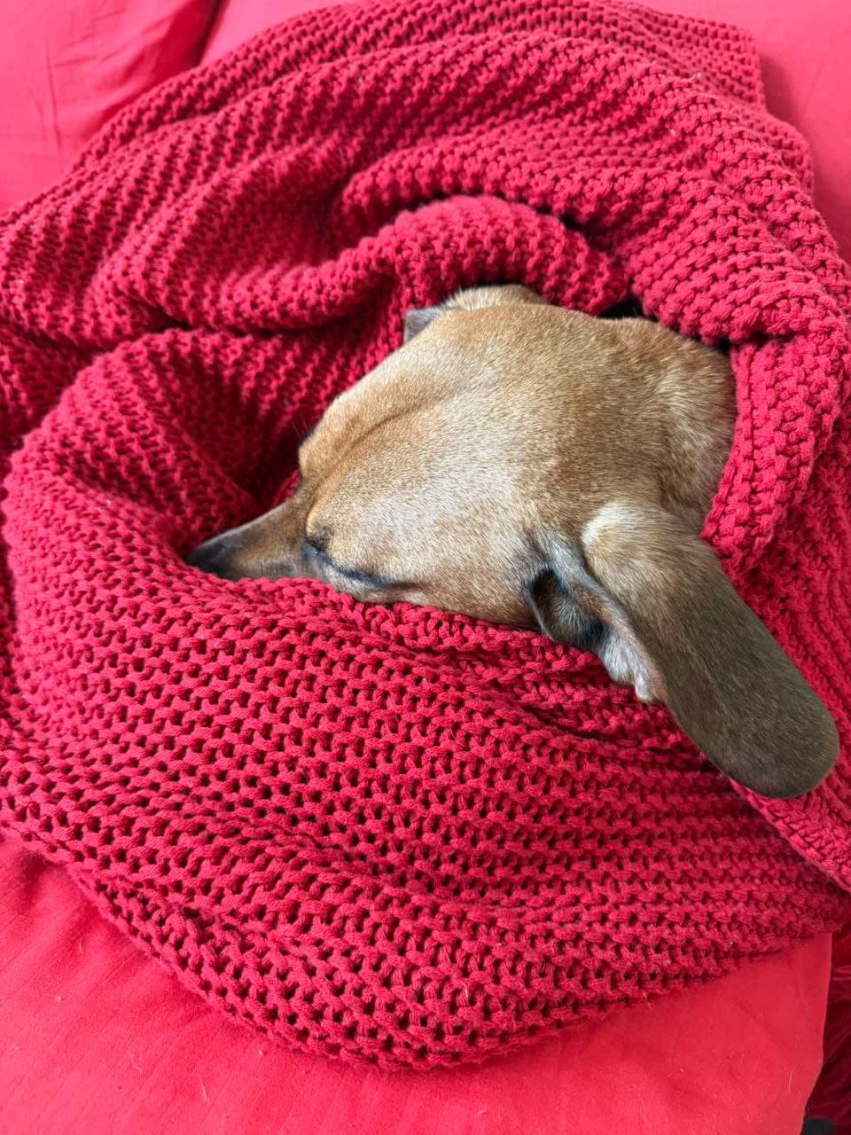 Animal that found a home #6