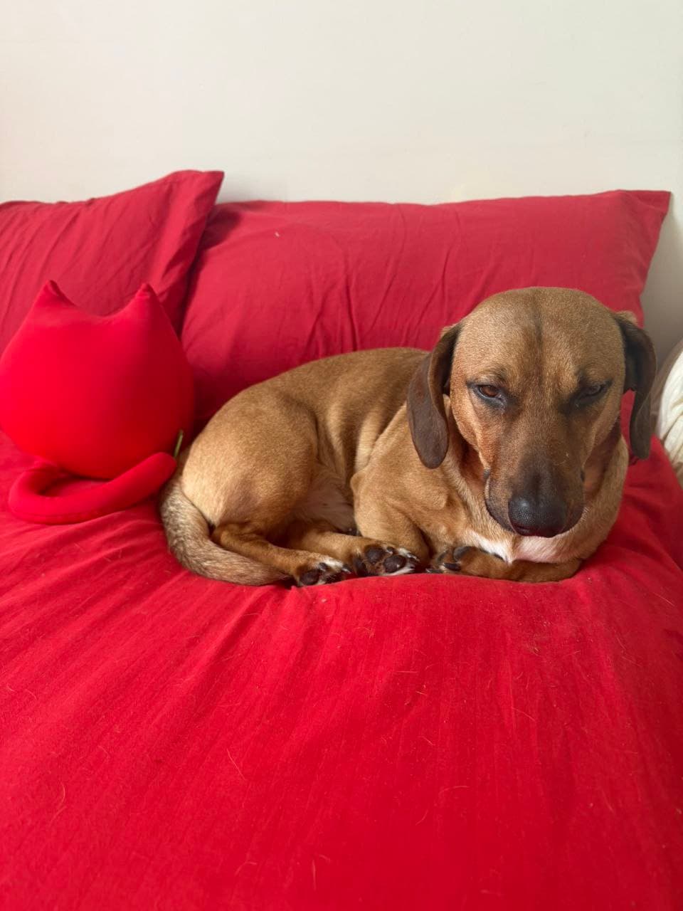 Animal that found a home #6