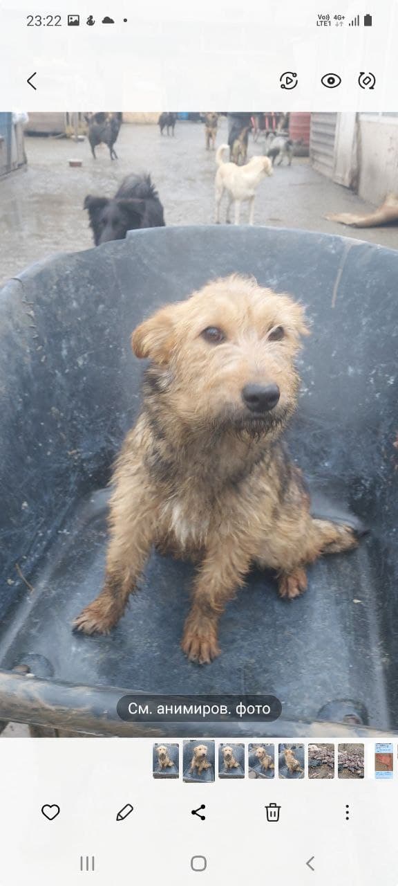 Tier, das ein Zuhause gefunden hat #5