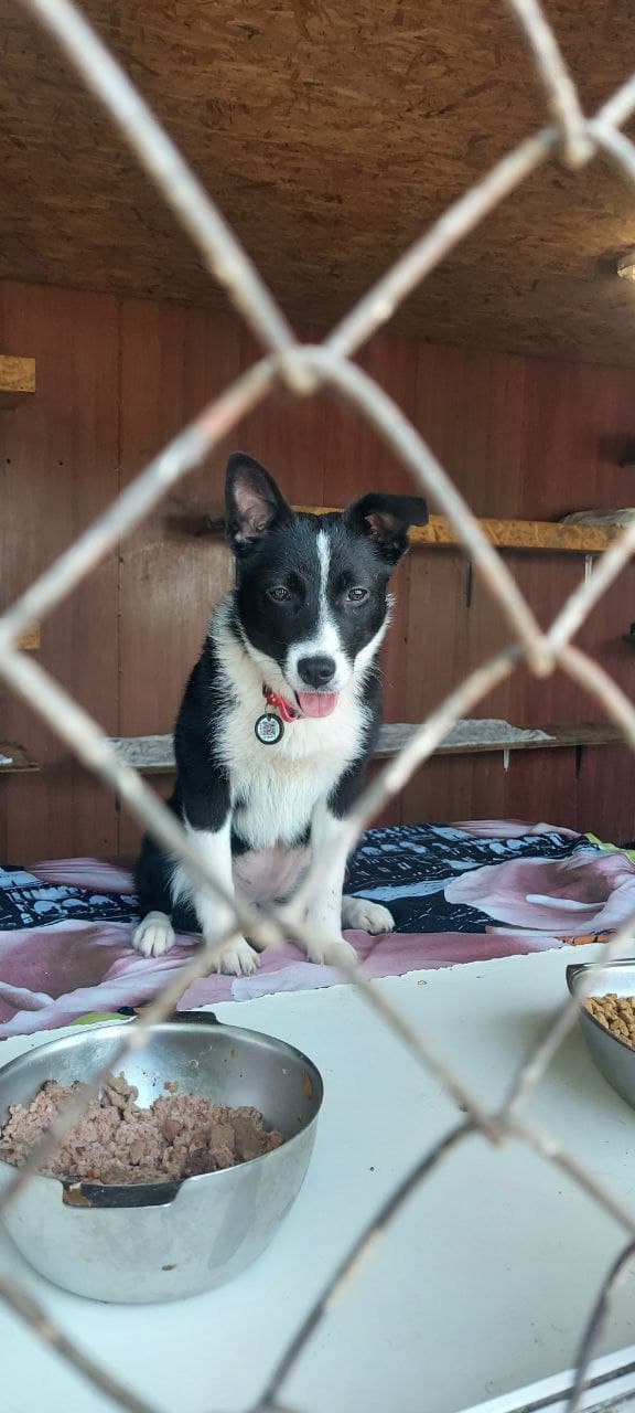 Animal that found a home #9