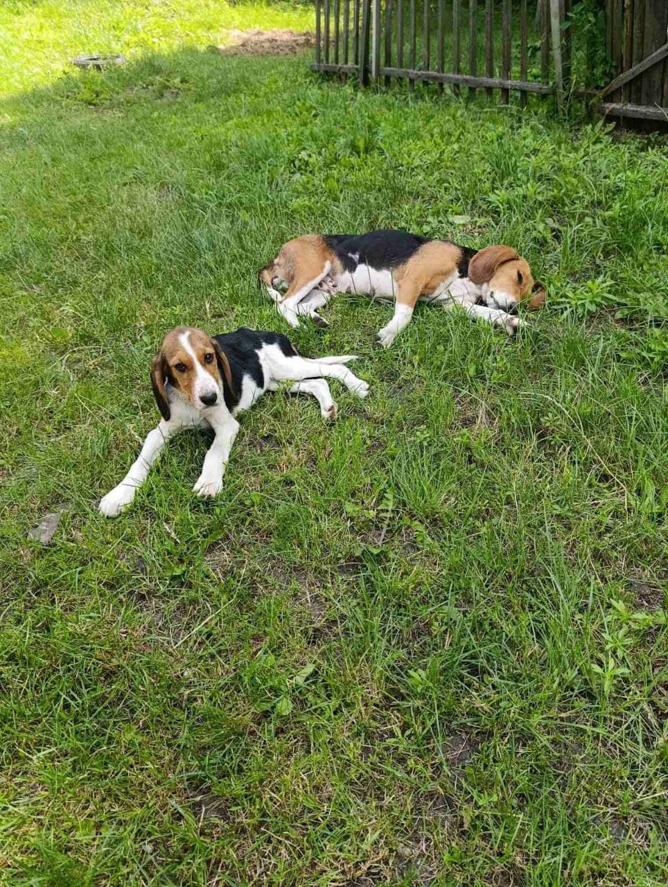 Animal that found a home #4