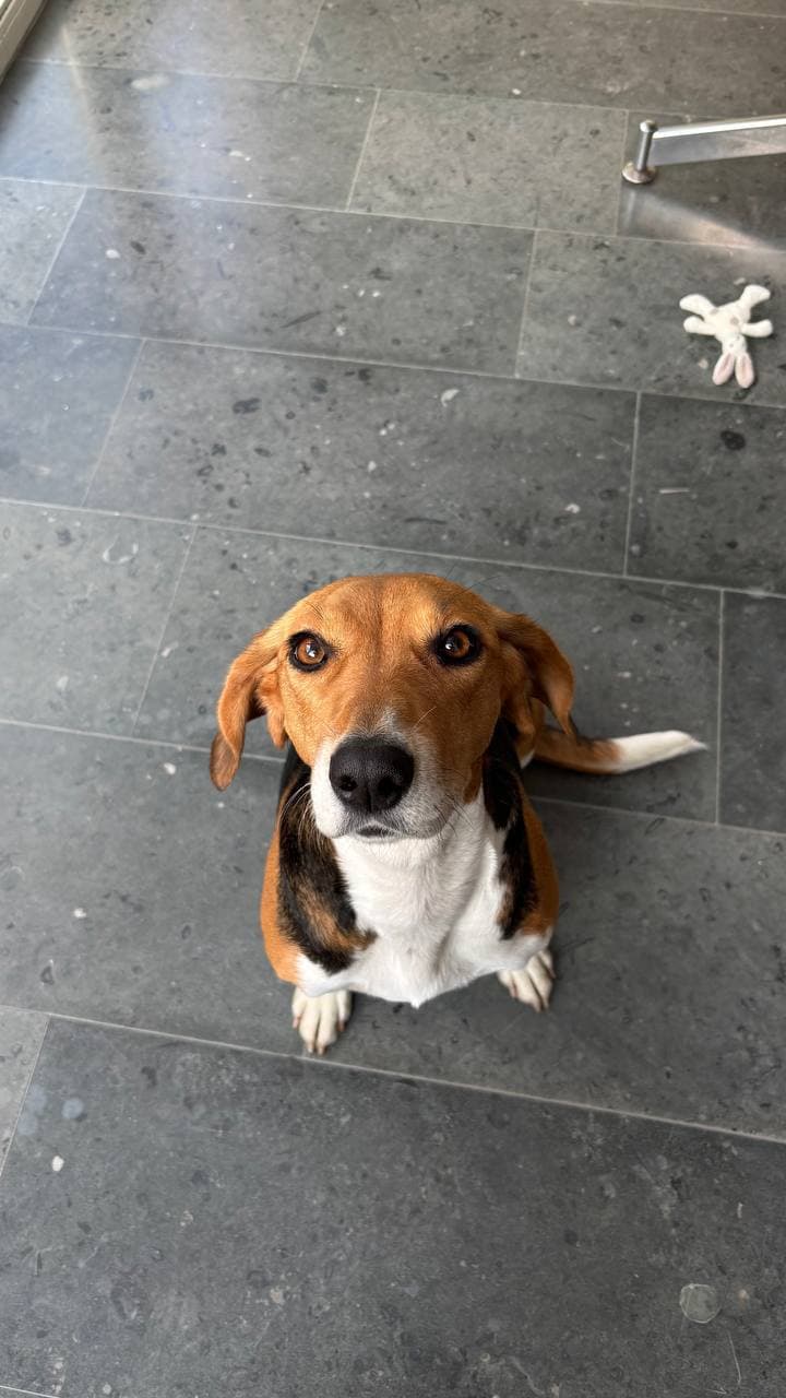 Animal that found a home #4