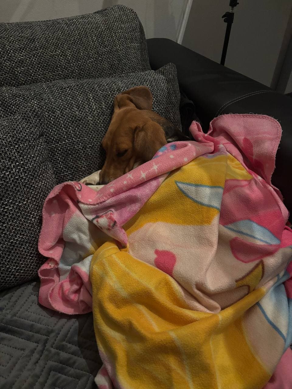 Animal that found a home #4