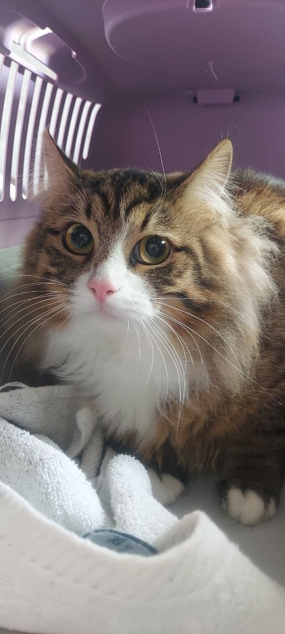 Кіт з притулку SOS #15