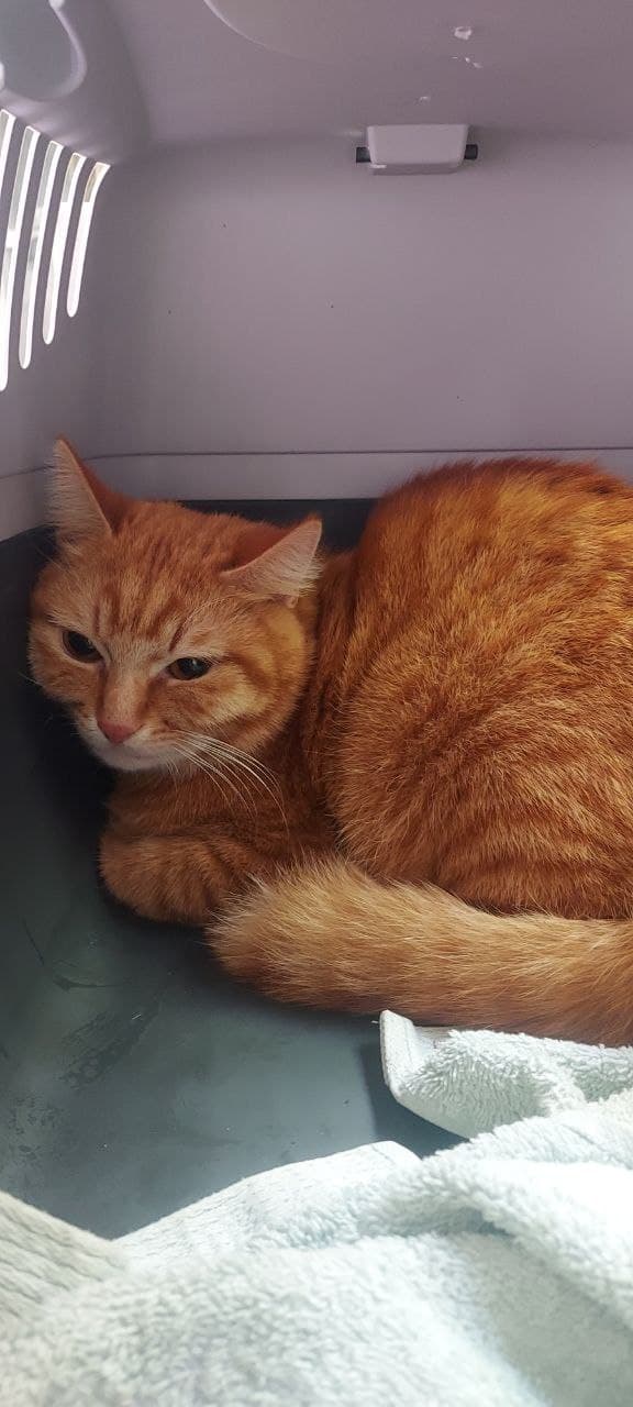 Katze aus dem SOS Tierheim #16