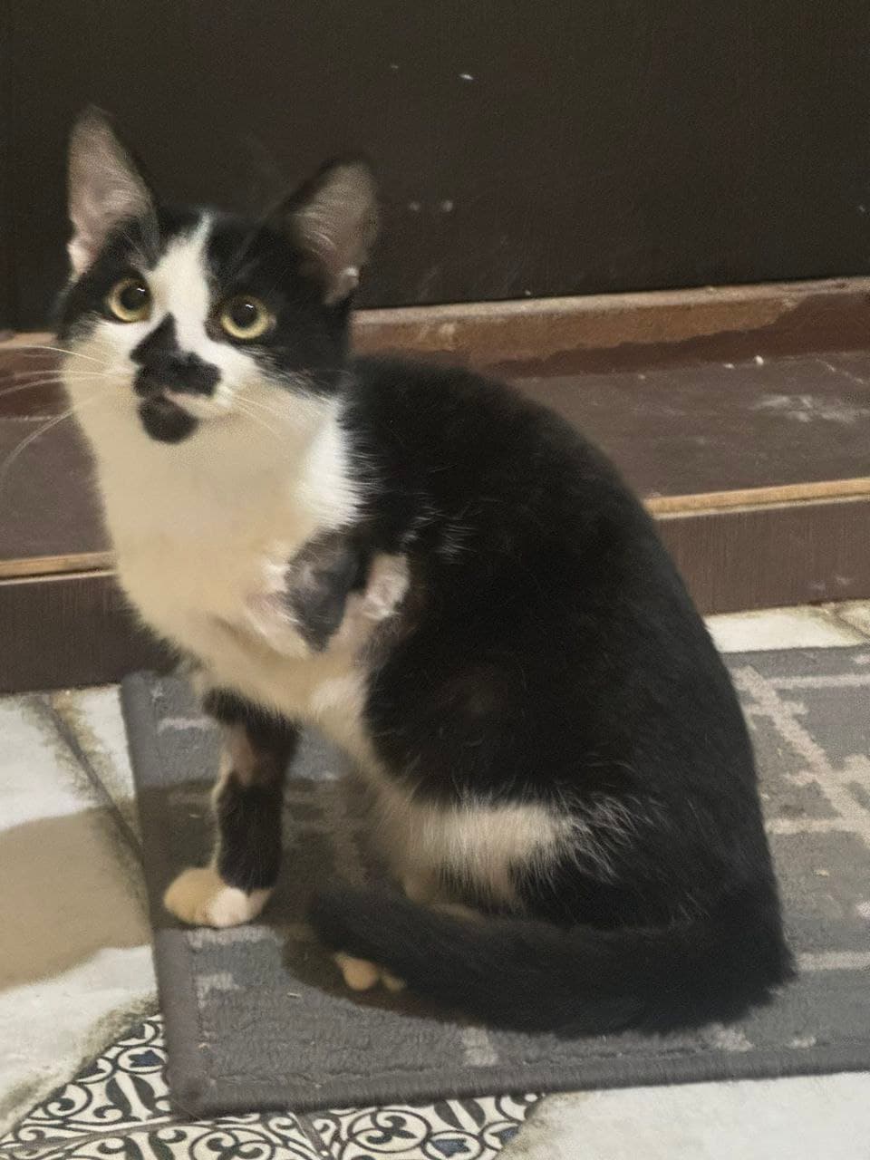 Кіт з притулку SOS #17