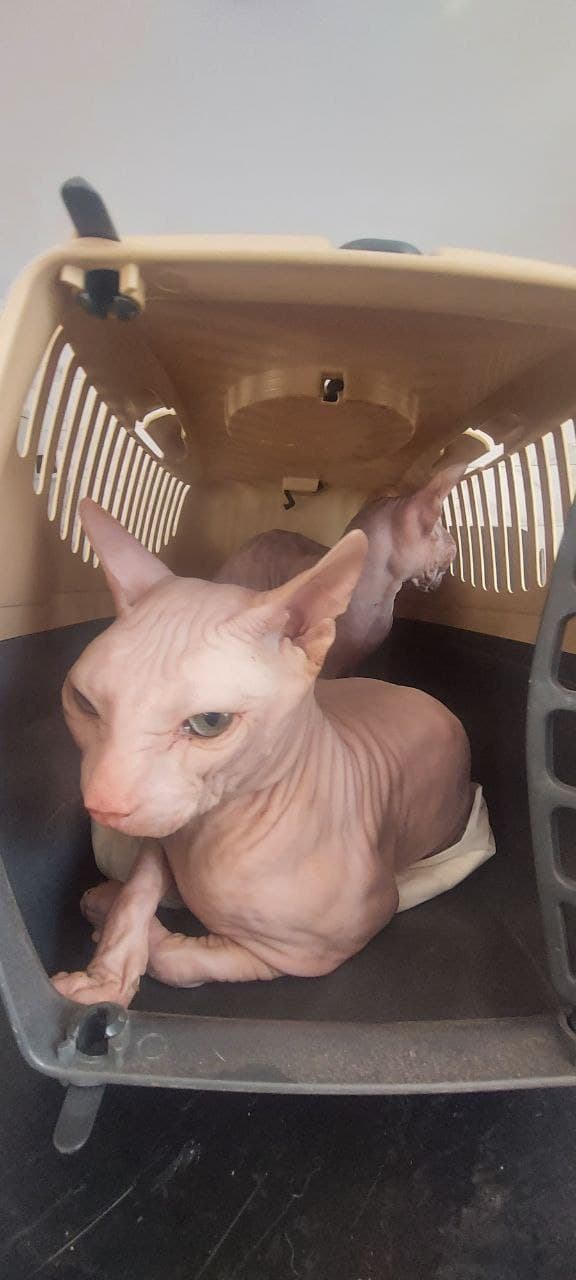 Кіт з притулку SOS #18