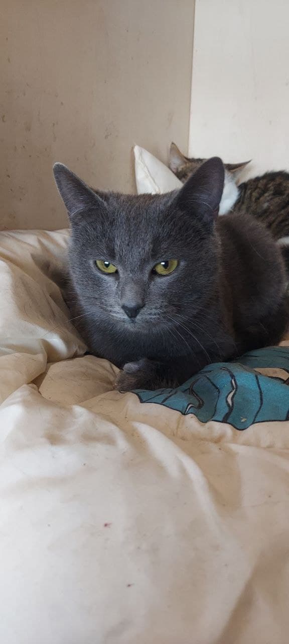 Katze aus dem SOS Tierheim #19