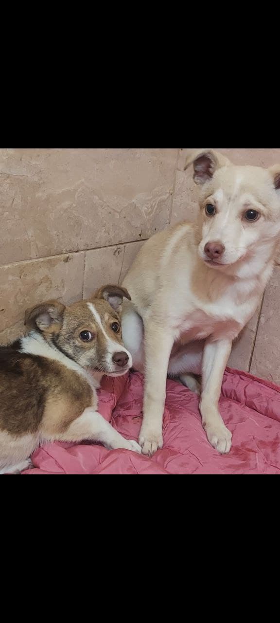 Собака з притулку SOS #28