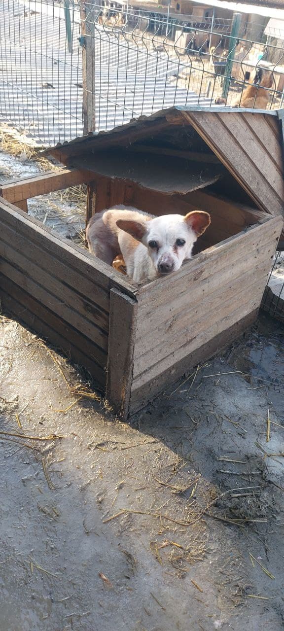Hund aus dem SOS Tierheim #30