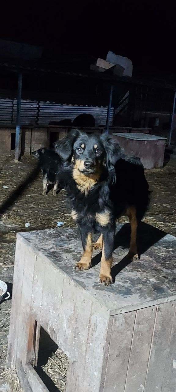 Hund aus dem SOS Tierheim #32