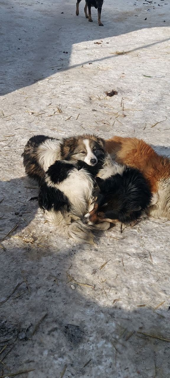 Собака з притулку SOS #33