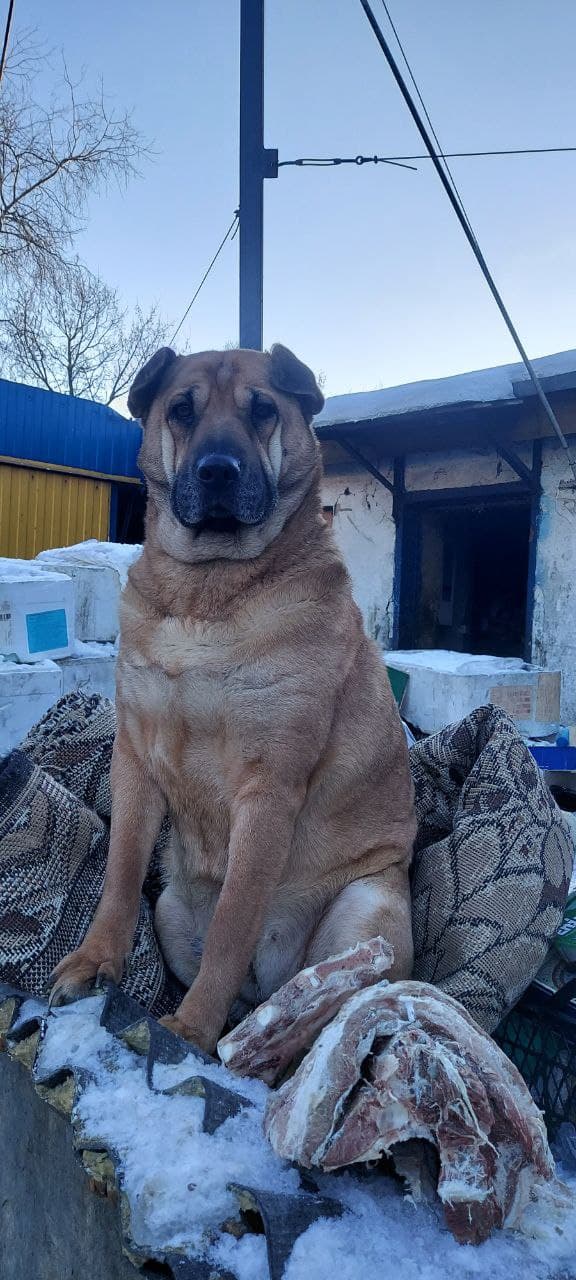 Hund aus dem SOS Tierheim #35