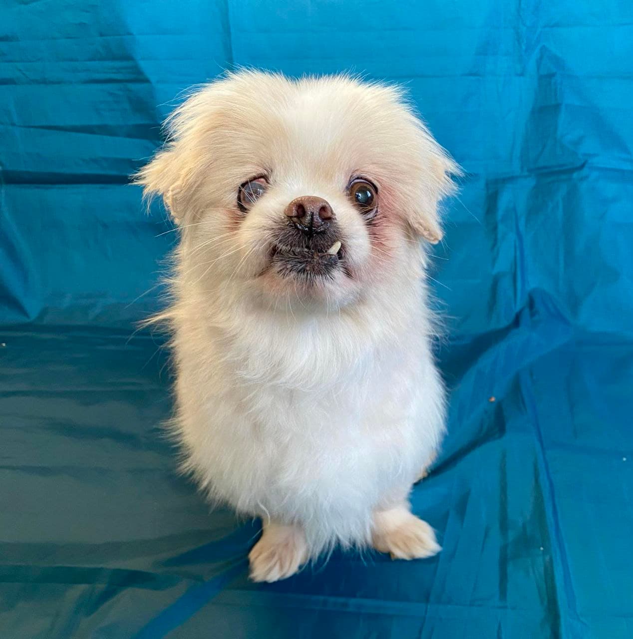 Собака з притулку SOS #37