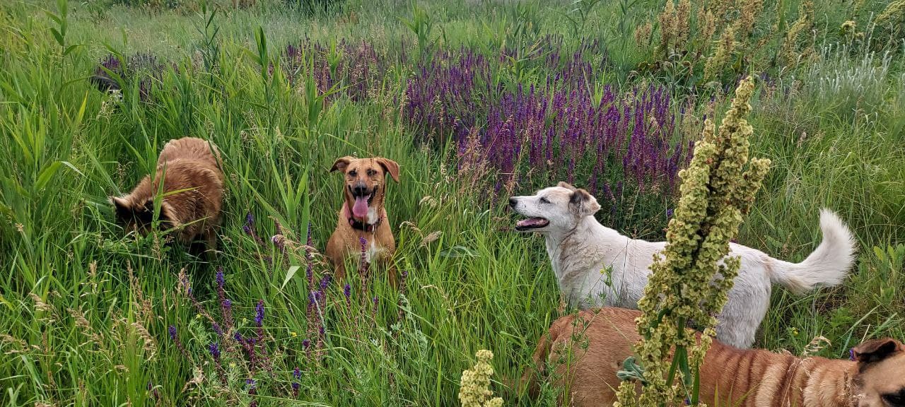 Собака з притулку SOS #38