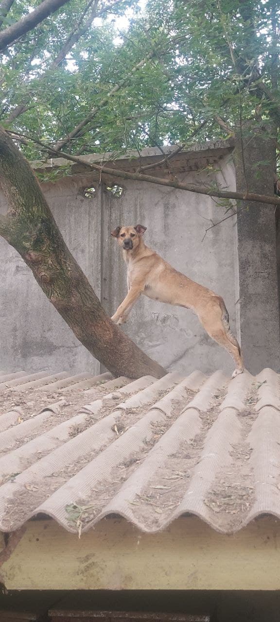 Собака з притулку SOS #40