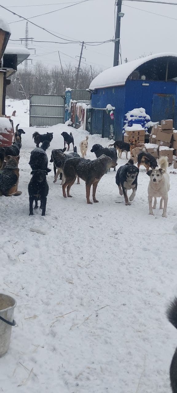 Hund aus dem SOS Tierheim #41