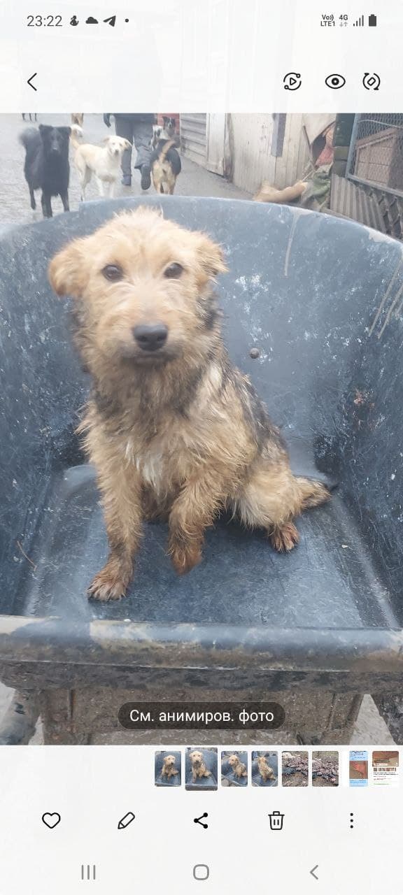 Hund aus dem SOS Tierheim #42