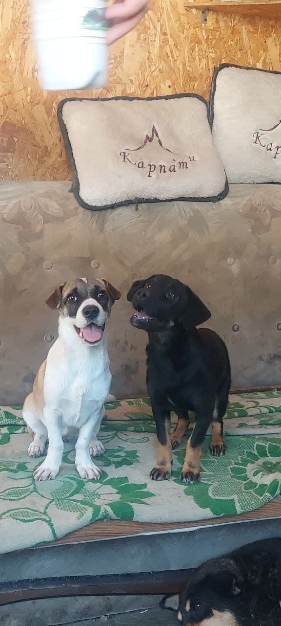 Hund aus dem SOS Tierheim #43