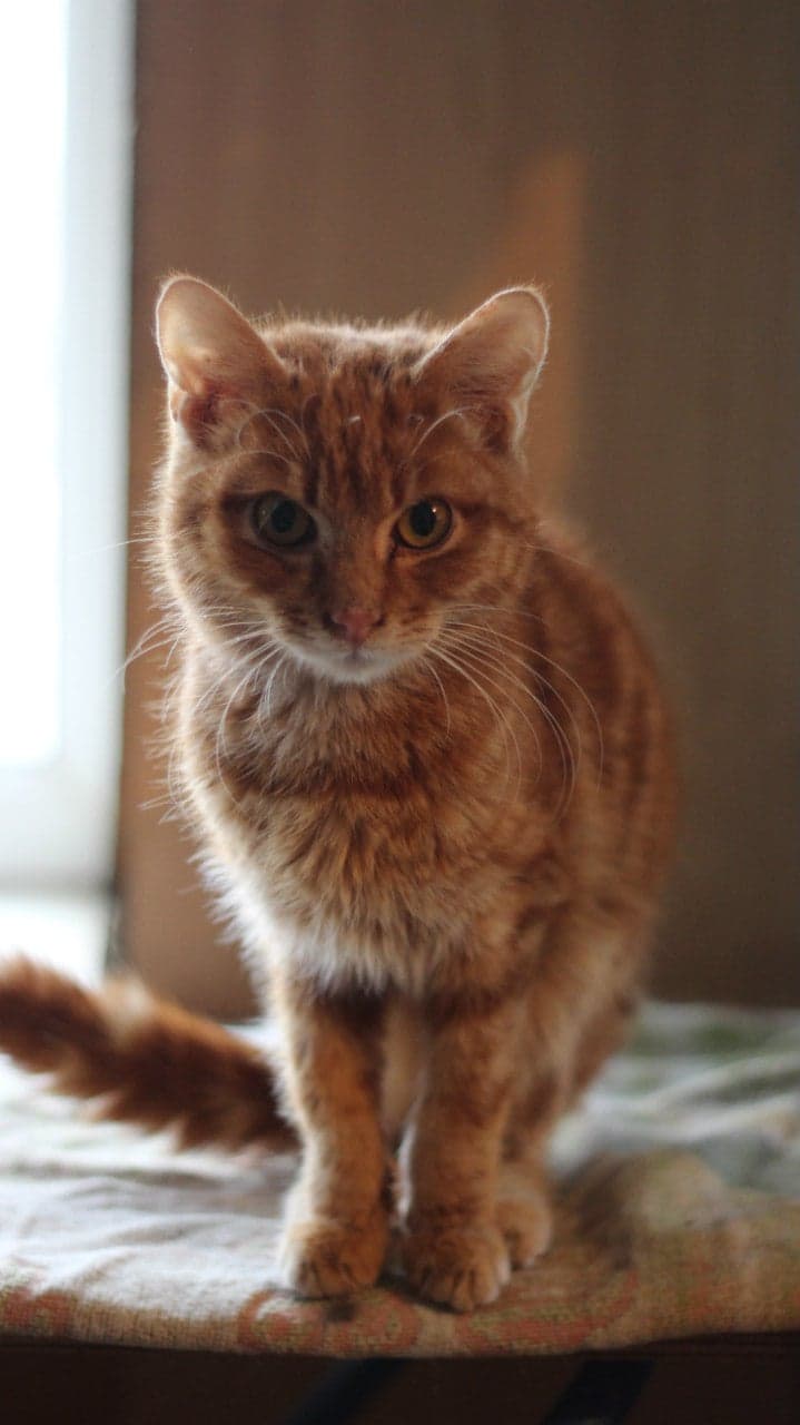 Розумні котики