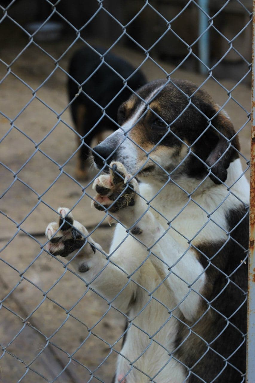 Собака з притулку SOS #1