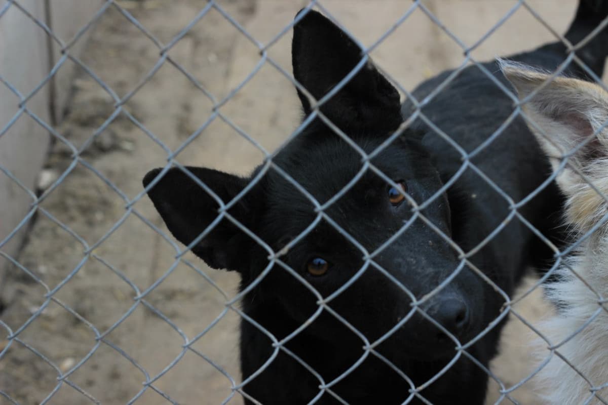 Hund aus dem SOS Tierheim #2