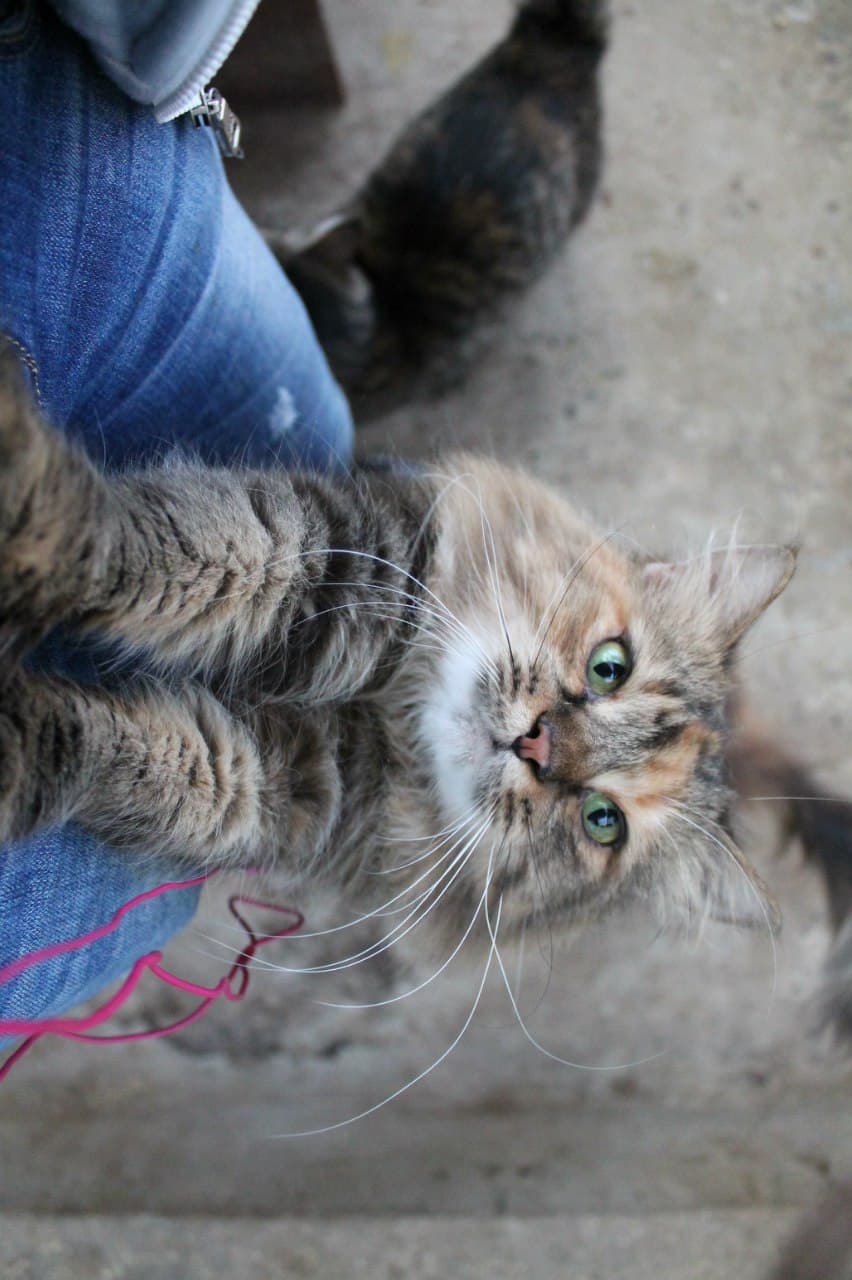 Кіт з притулку SOS #2