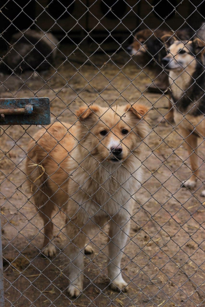Тварини притулку