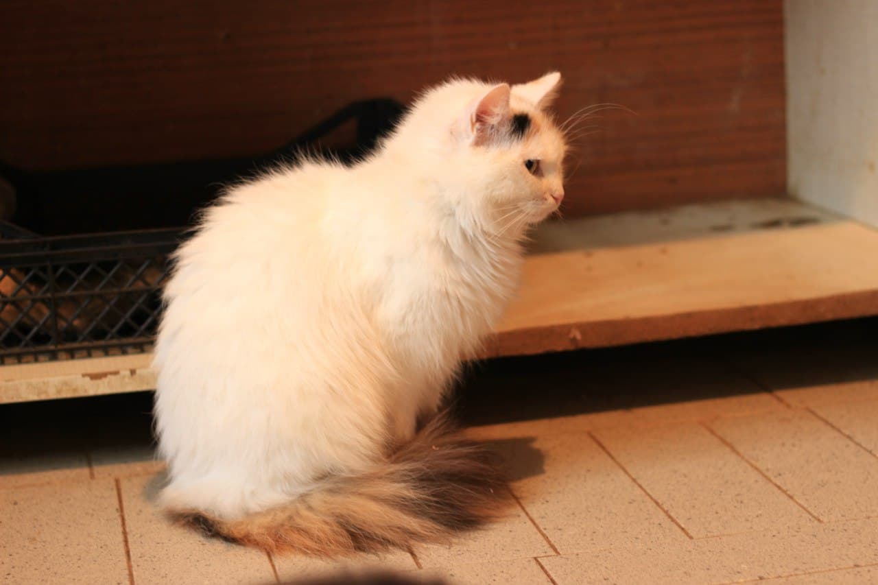 Кіт з притулку SOS #3