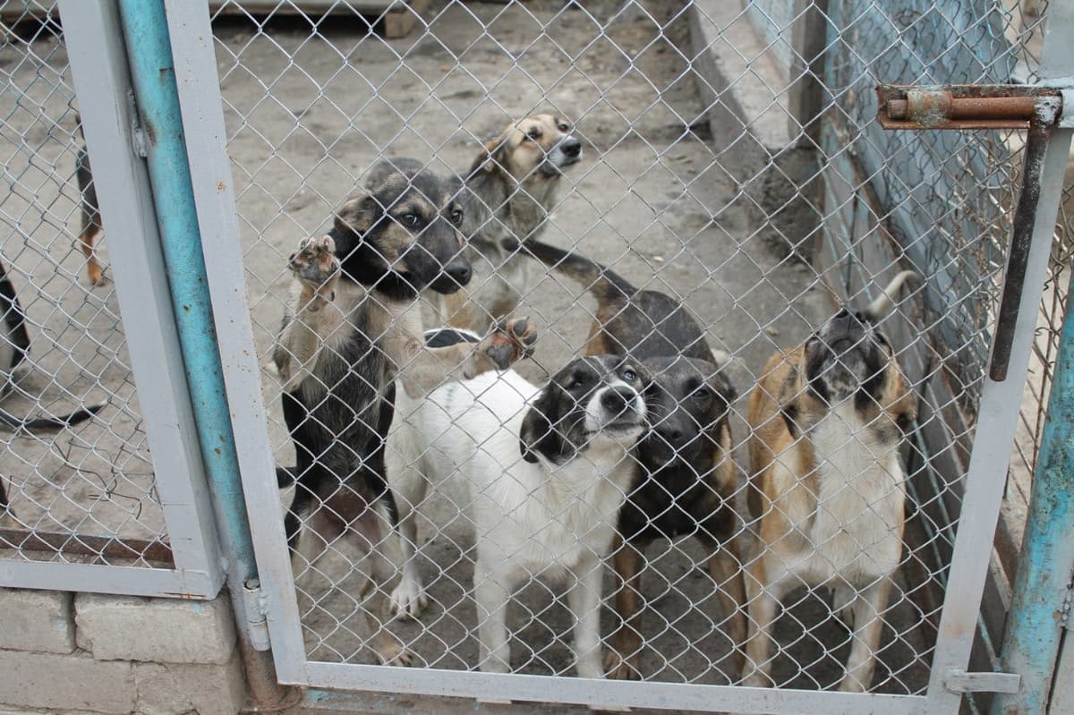 Hund aus dem SOS Tierheim #4