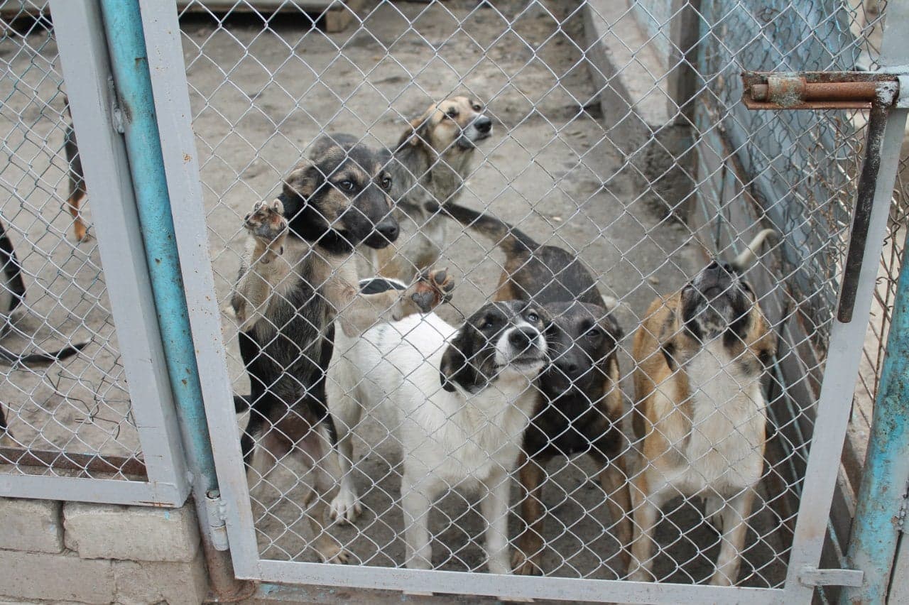 Собака з притулку SOS #4