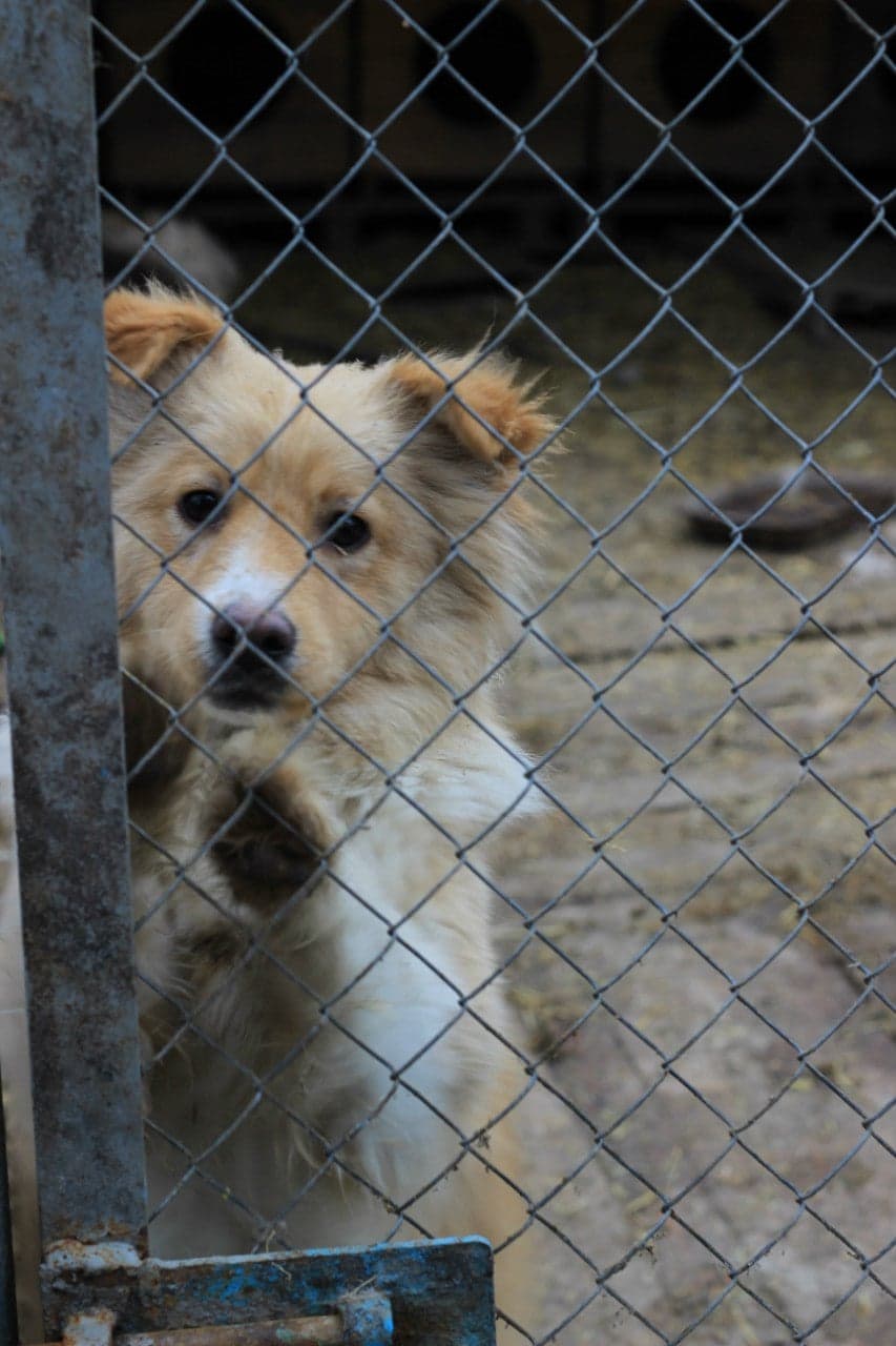 Hund aus dem SOS Tierheim #5