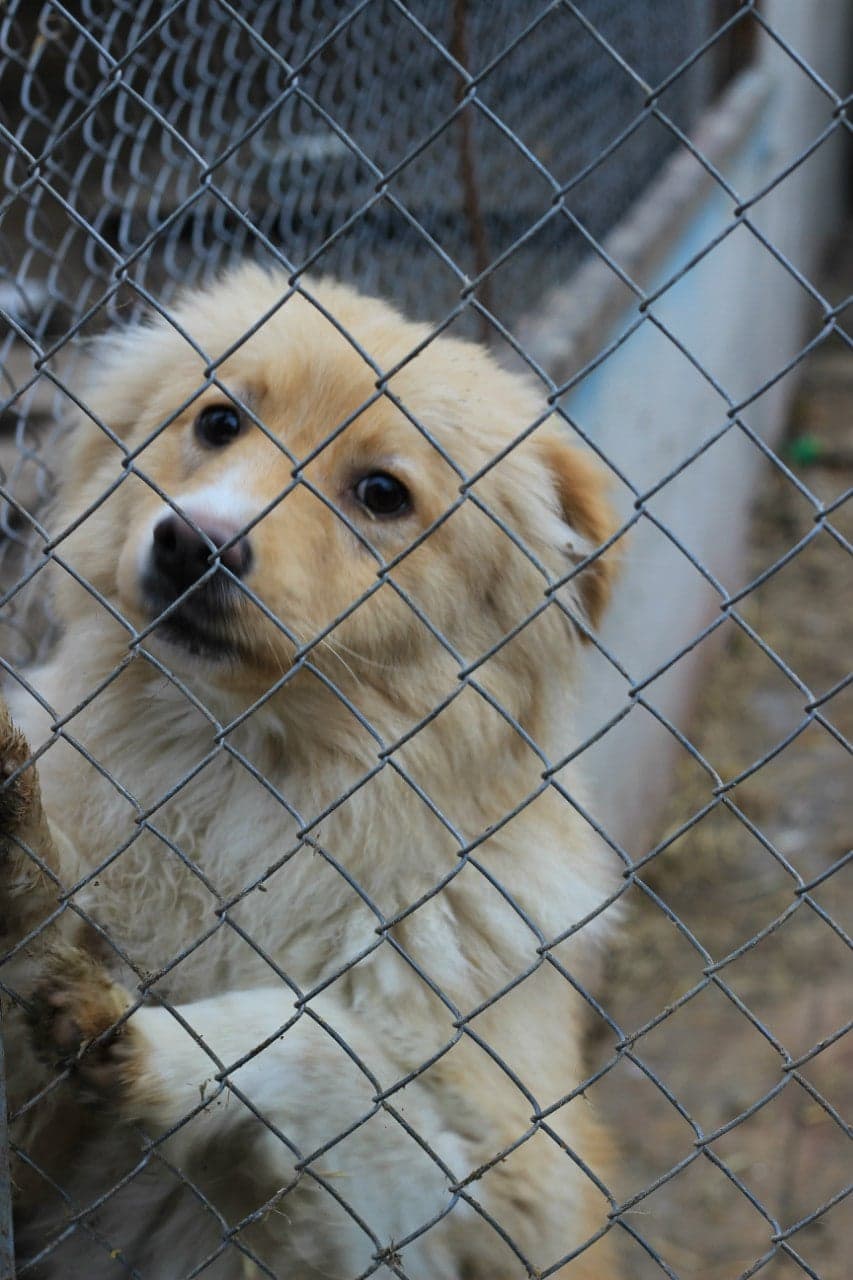 Hund aus dem SOS Tierheim #6