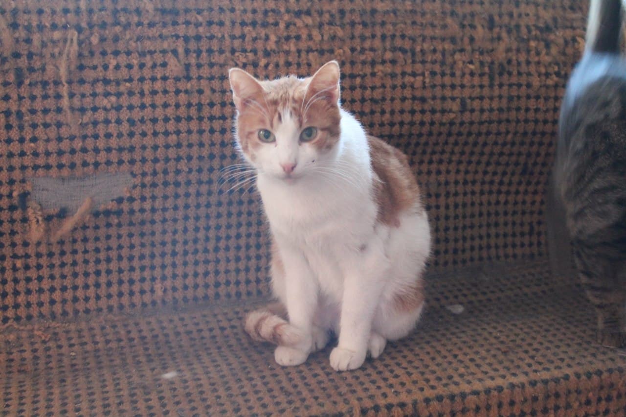 Кіт з притулку SOS #5