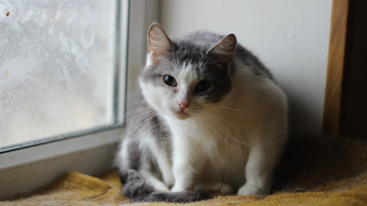 Tier aus dem SOS Tierheim #14