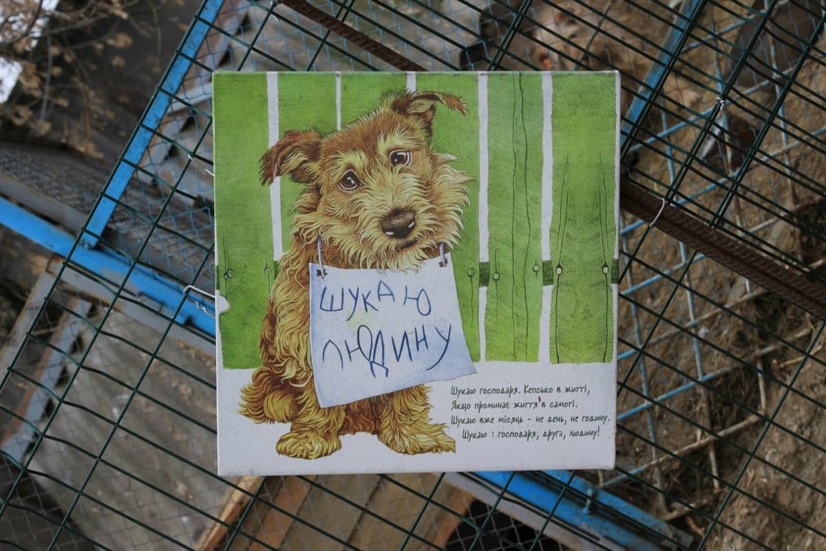 Hund aus dem SOS Tierheim #10