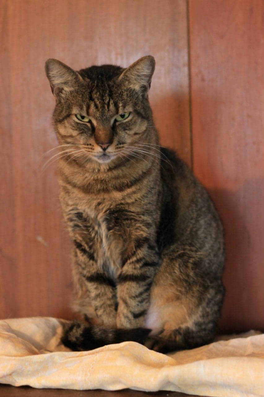 Tier aus dem SOS Tierheim #18