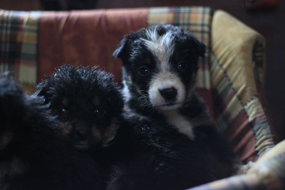 Hund aus dem SOS Tierheim #12