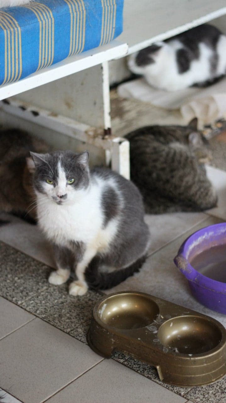 Кіт з притулку SOS #8