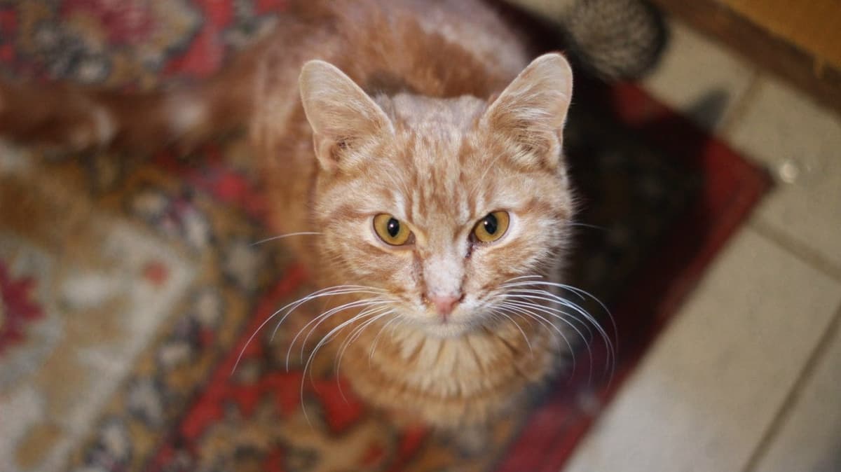 Tier aus dem SOS Tierheim #21