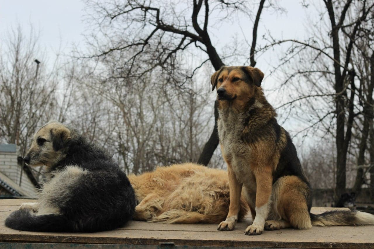 Собака з притулку SOS #13