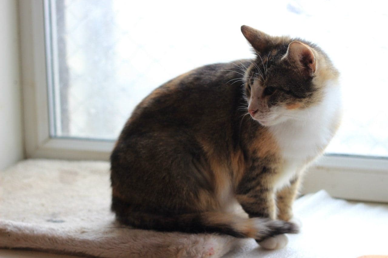 Кіт з притулку SOS #10