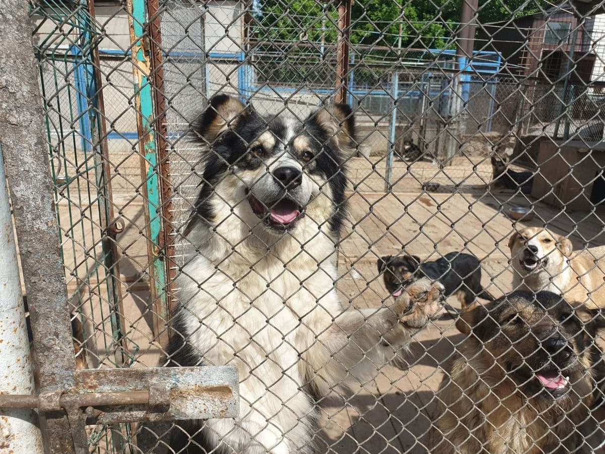 Hund aus dem SOS Tierheim #2