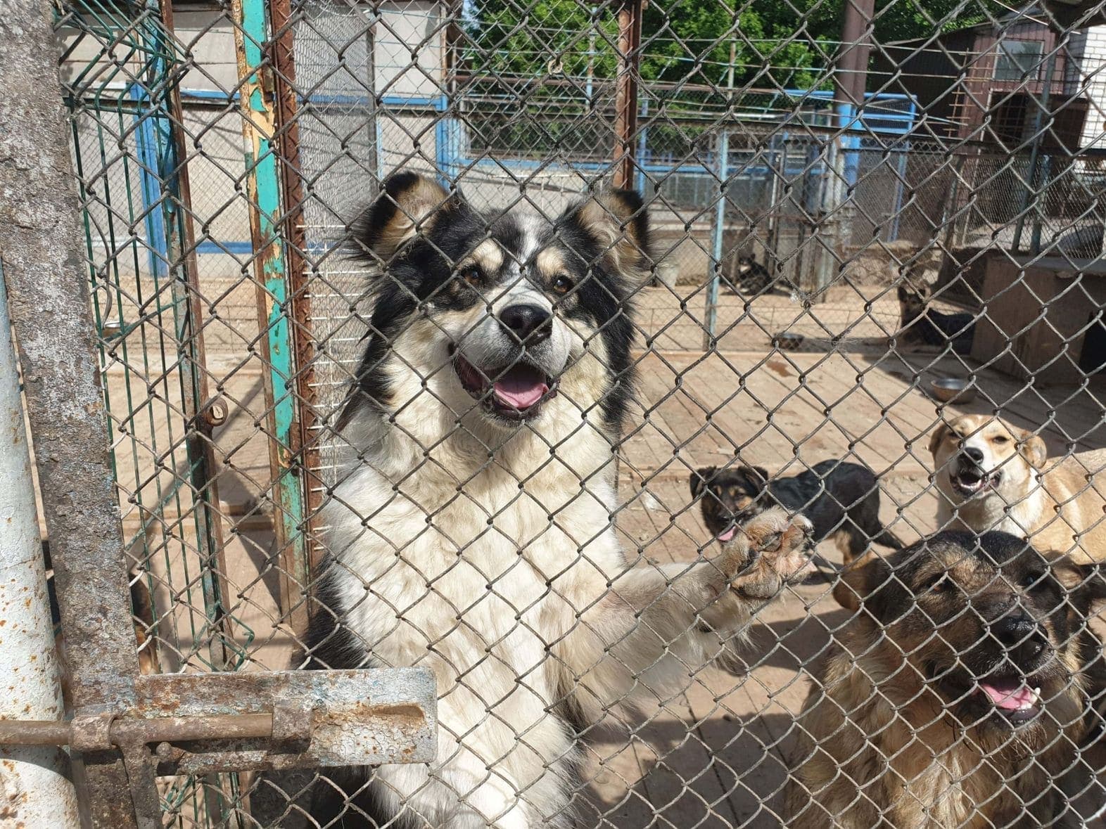 Собака з притулку SOS #2